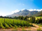 hops field in George, South Africa
