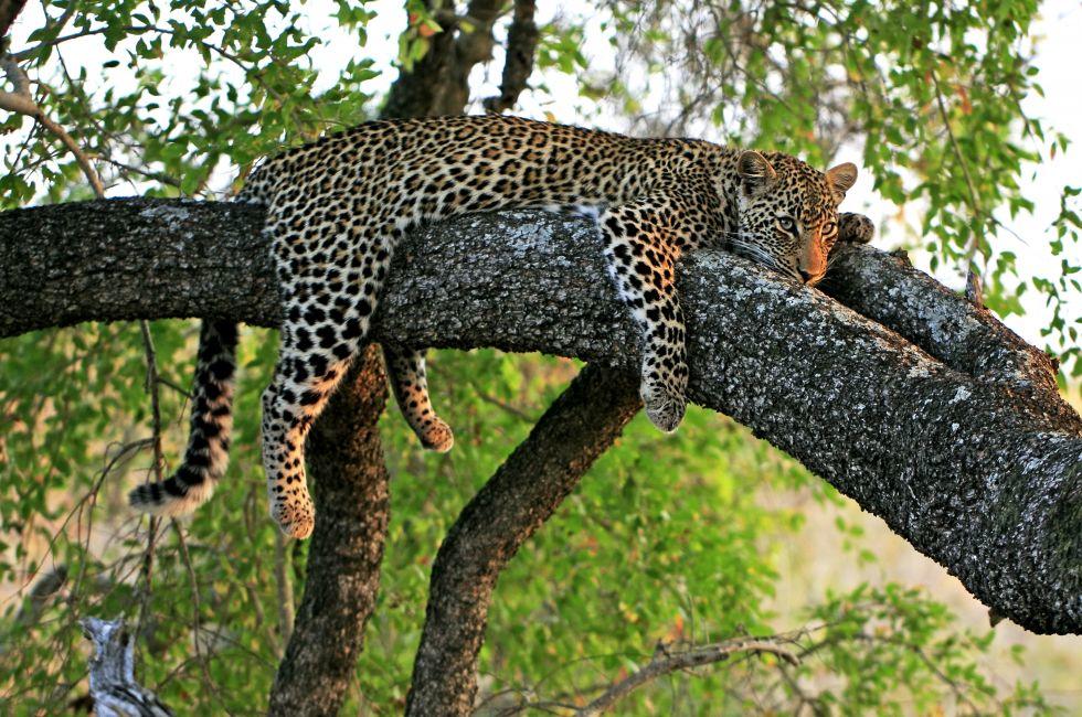 Mpumalanga and Kruger National Park