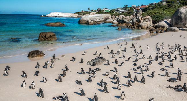 Penguin Colony - Boulders Beach, Cape Town, South Africa