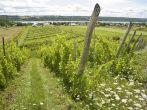 Vinery in La Cote de Beaupre with