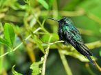 Cuban Emerald Hummingbird (Chlorostilbon ricordii), Cienaga de Zapata, Cuba.