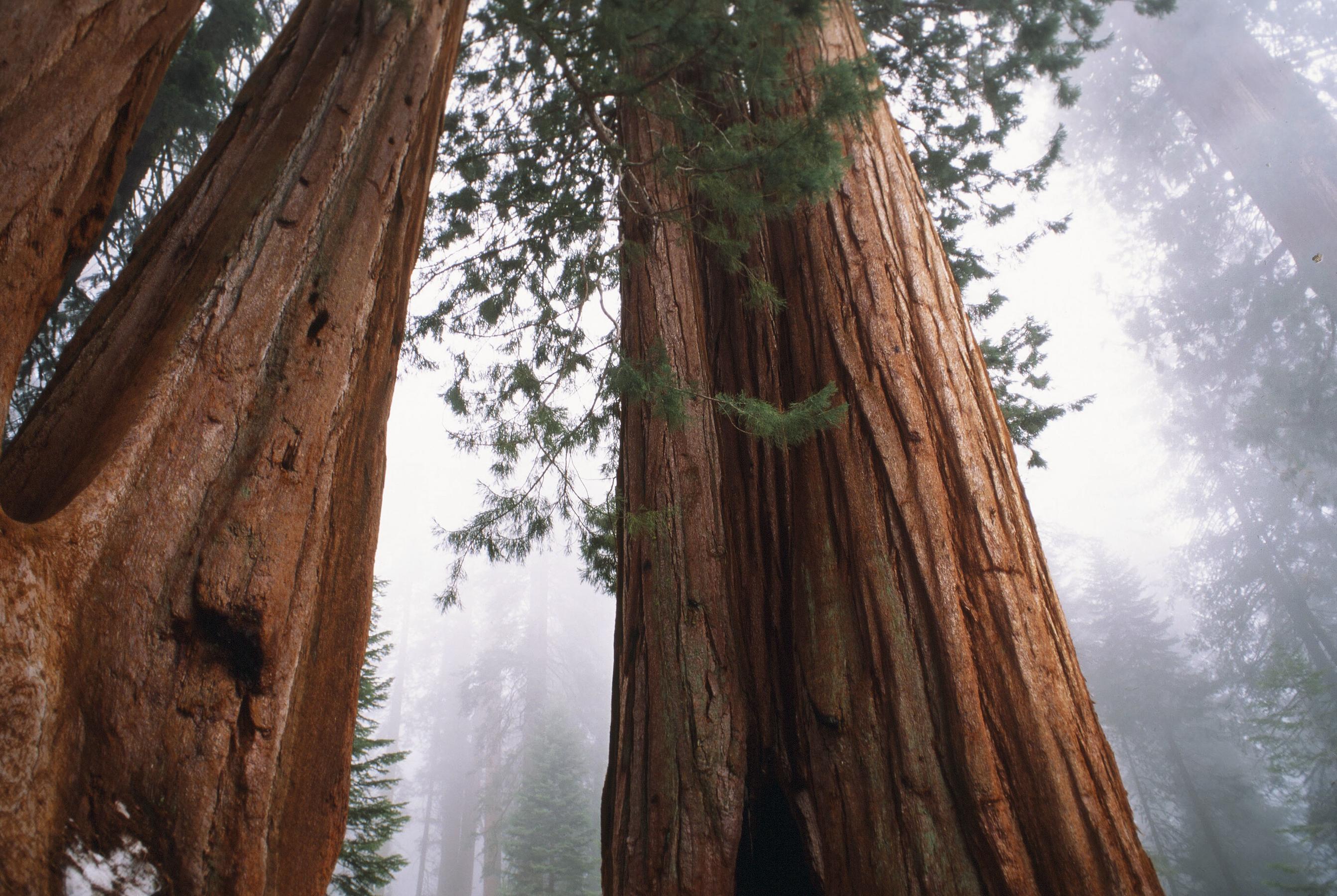 Redwood National and State Parks