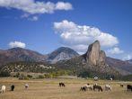 Crawford Needle