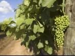Vineyard in the Hunter Valley NSW Australia;  