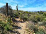 A lovely desert scene at the Boyce Thompson Arboretum State Park in Arizona.