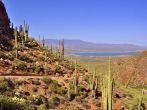 View from Tonto National Monument showing landscape of predominantly saguaro cactus with Roosevelt Lake in the distance.
