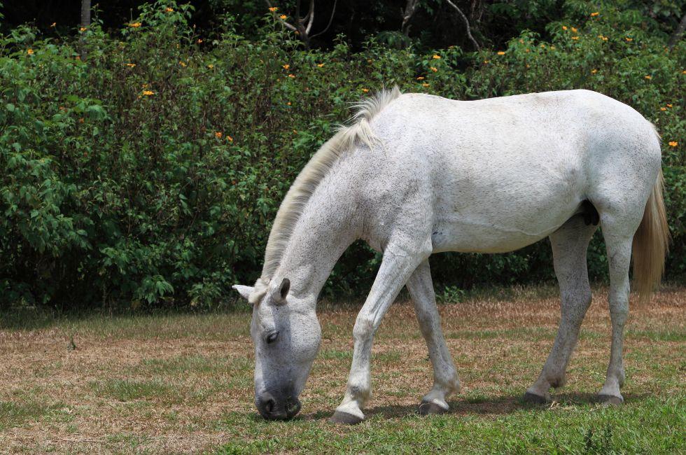 At Rincon de la Vieja National Park, Costa Rica, a white horse grazes in a field.