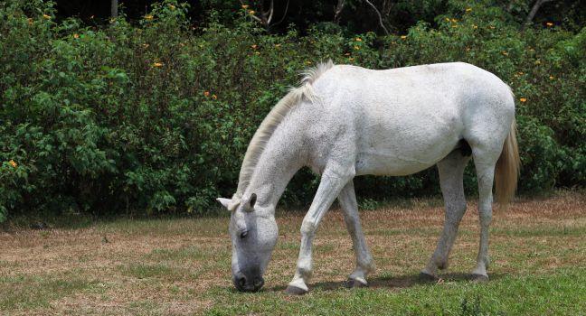 At Rincon de la Vieja National Park, Costa Rica, a white horse grazes in a field.