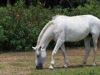 At Rincon de la Vieja National Park, Costa Rica, a white horse grazes in a field.