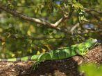 A female Green Iguana perched on a tree limb by the River Tempisque in the Palo Verde National Park in Costa Rica