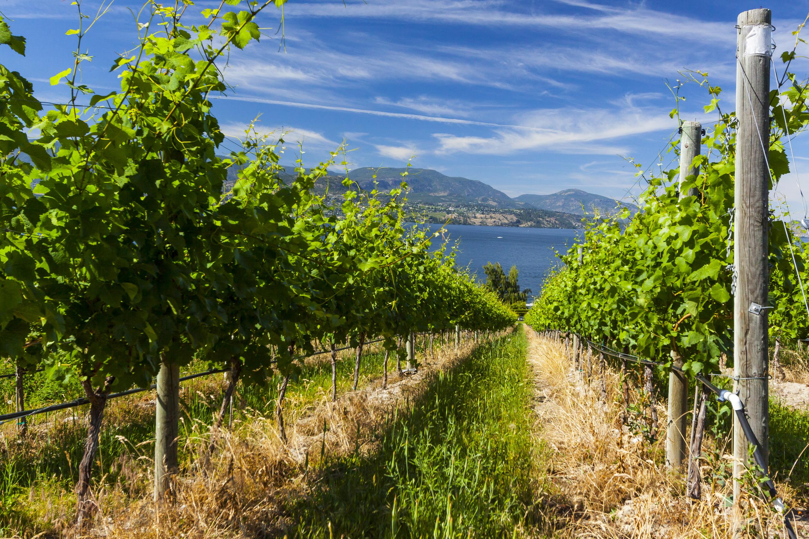 Okanagan Wine Country