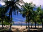 Painted Palm Trees on a Tranquil Beach in Tela, Honduras.