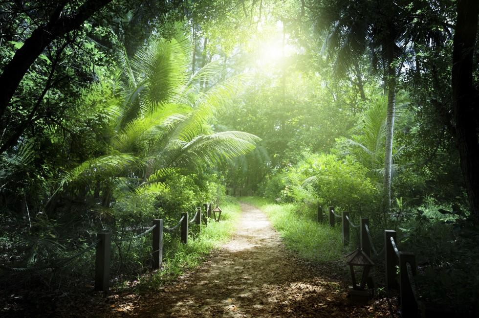 way in jungle of Seychelles islands; 