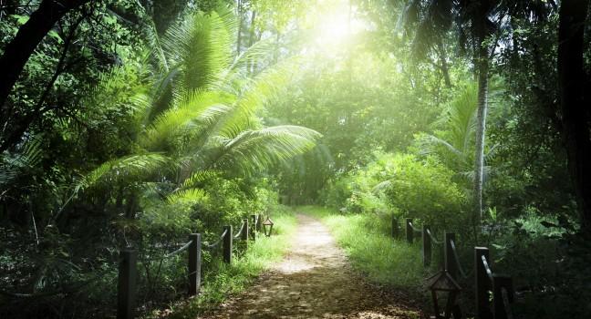 way in jungle of Seychelles islands; 