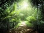 way in jungle of Seychelles islands; 