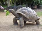 Big Seychelles turtle eat.  La Vanille Reserve park. Mauritius.; 