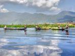 INLE LAKE, MYANMAR - NOV 24: Rowing back to there village after working on the floating gardens on Nov 24, 2011 Inle lake, Myanmar. Inle lake is famous for its unique eco style of aquacultur.