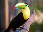 Toucan found in the Summit Park in Gamboa, Panama.