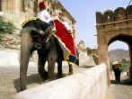 Shuttling on Elephants to Amber Fort, Jaipur, Rajasthan, India