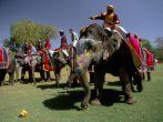 Swinging the mallet at an elephant polo match, Jaipur Rajasthan, India