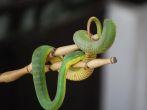 Green Pit Viper