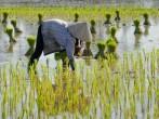 Vietnam women farmer growing rice on the paddy rice farmland. Mekong Delta, Chau Doc, An Giang, Vietnam; 