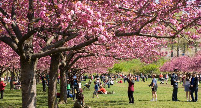 Cherry Blossom Trees, Brooklyn Botanical Garden, Brooklyn, New York City, New York
