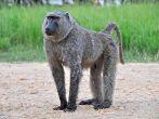 Murchison Falls National Park, Uganda, Africa - June 27, 2009: A wild baboon looks off into the distance.