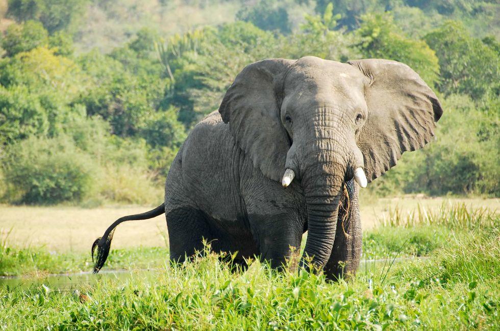 Elephant on The Victoria Nile bank, Uganda.