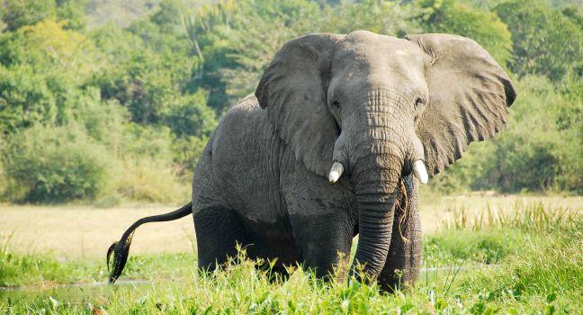 Elephant on The Victoria Nile bank, Uganda.