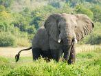 Elephant on The Victoria Nile bank, Uganda.