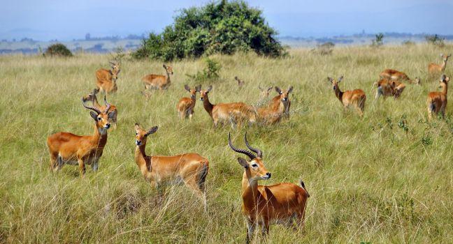 A herd of ugandan kobs in Queen Elizabeth National Park, Uganda