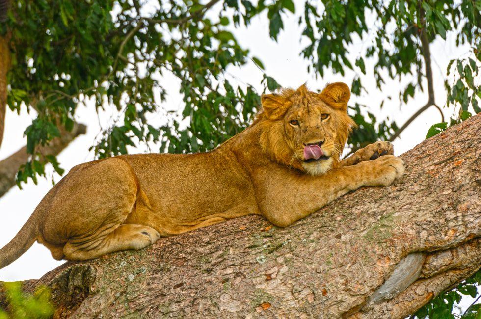 Young Male Lion in a tree in the Ishasha region of Queen Elizabeth National Park in Uganda