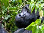One of the most endangered animals, a great silverback Mountain Gorilla, in the Bwindi National Park in Uganda.