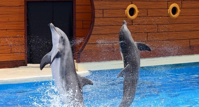 Dolphins jumping out of water at an amusement park; 