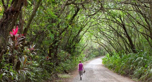 Dirt Road - Osa Peninsula, Costa Rica. 