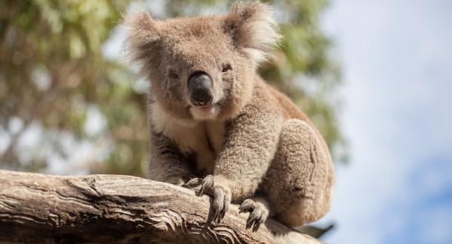 Portrait of Koala sitting on a branch.