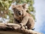 Portrait of Koala sitting on a branch.