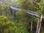 The steel walkway Otway Fly in the Rainforest up to 30 meters above ground level,Great Ocean Road, Australia