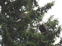 Alaska Seward to Vancouver June 2018 Noordam-adult-bald-eagles-chilkat-river.jpg