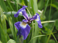 Alaska Seward to Vancouver June 2018 Noordam-wild-iris.jpg