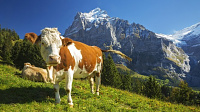 recommendations for Swiss Alps hikes-1556604503423.jpg