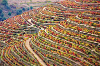Are Douro vineyards less scenic after grape harvest?-fall_getaways_portugal.jpg-width-848-and-name-fall_getaways_portugal.jpg