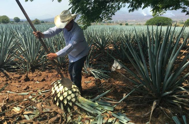 tequila