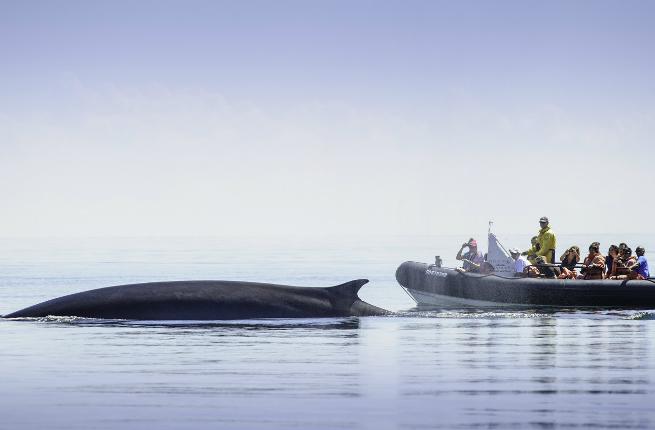 Bay of Fundy whales