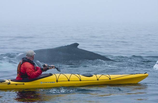 Newfoundland whales