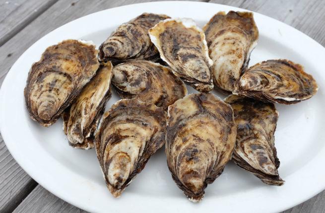 Nova Scotia oysters