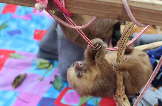 Have a Sleepover With Some Sloths at This Sloth Sanctuary – Fodors