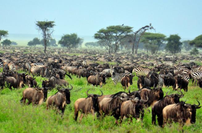 The Great Migration at Serengeti National Park