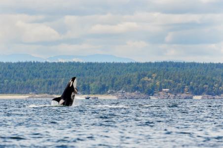Whale Watching in Vancouver